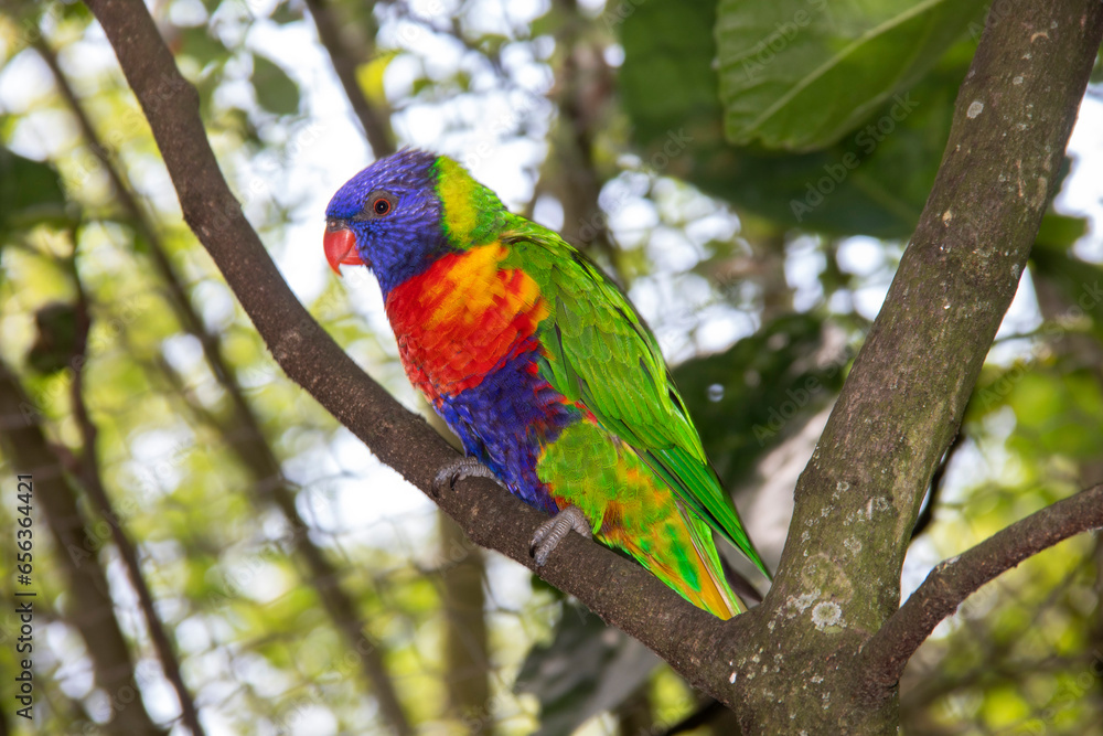 Gros plan d'un loriquet à tête bleue sur une branche