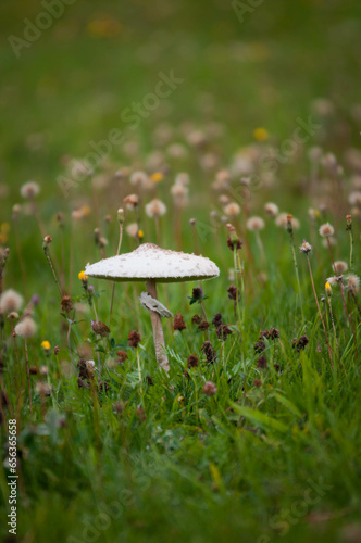 Kania grzyb jadalny, biały grzyb rosnący na łąkach jesienią
