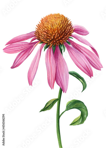 pink Flower, echinacea on a white background. Watercolor botanical illustration. Hand drawn echinacea plant