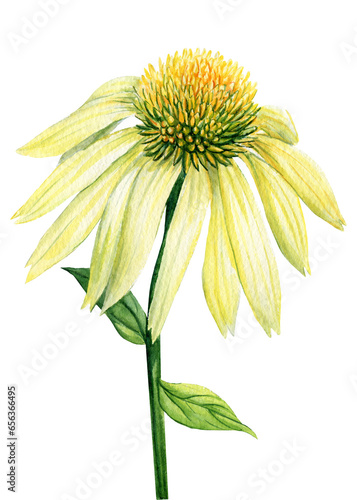 Summer flowers. Echinacea on a white background. Watercolor botanical illustration. Flora clipart