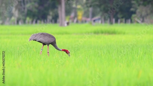 Eastern Sarus Crane walks for food in the green rice fields. photo