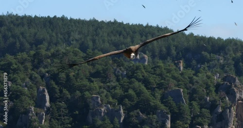 Griffon vulture flying over the Jonte  Gorges, Lozere department, France