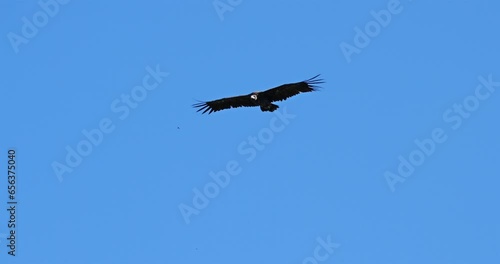 Cinereous vulture, flying over the Jonte  Gorges, Lozere department, France