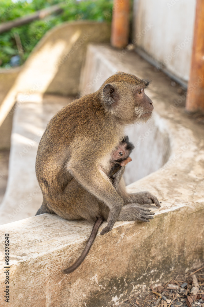 monkey and his baby in a temple in indonesia