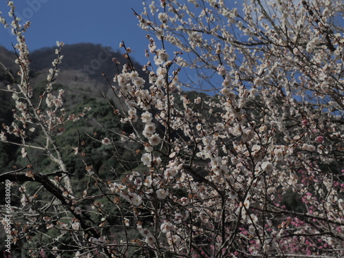 Yugawara plum grove photo