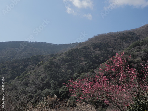 Yugawara plum grove photo