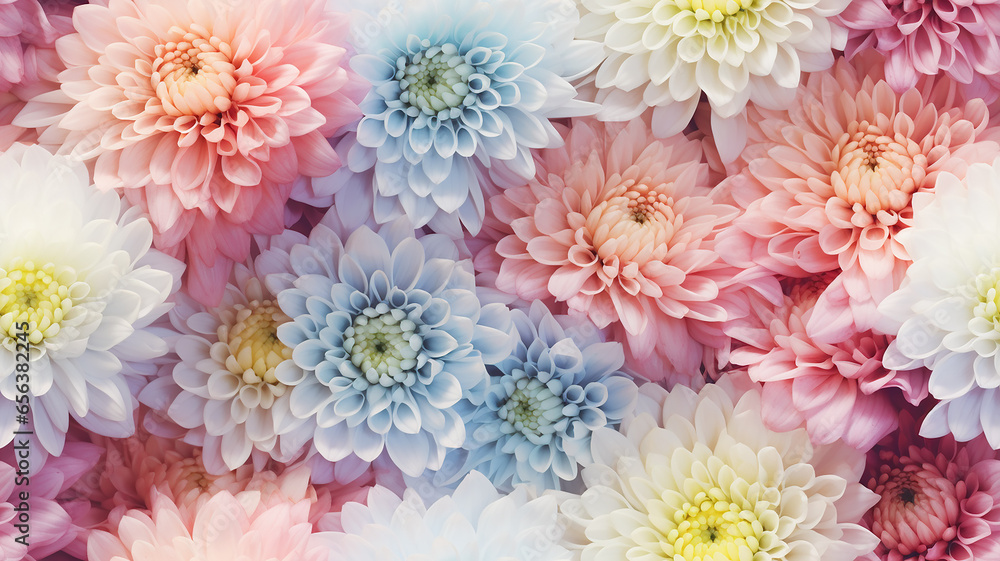 multicolored chrysanthemum flowers spectrum rainbow nature background soft abstract tile multicolored chrysanthemum flowers spectrum rainbow nature background soft abstract tile