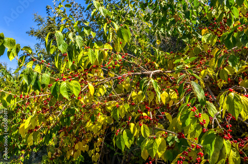 Amur honeysuckle shrubs with berries in Tashkent Botanical Garden, Uzbekistan