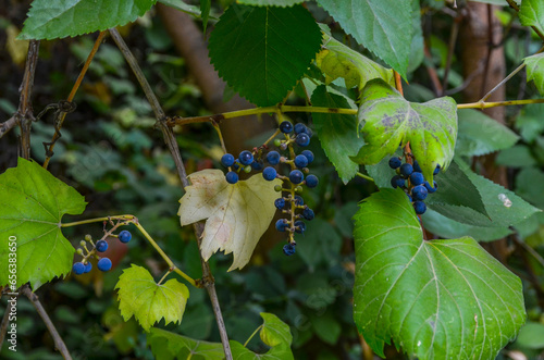 grapes of ampelopsis in Tashkent Botanical Garden, Uzbekistan photo