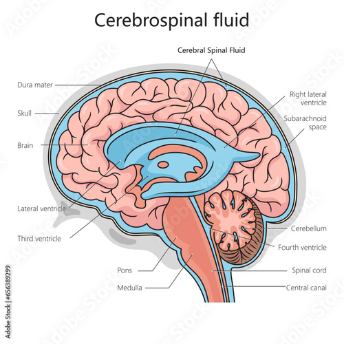 Cerebrospinal fluid structure diagram schematic vector illustration. Medical science educational illustration photo