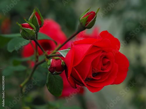 red roses in the wild, in full bloom at close range, elegant, intimate, romantic, with delicate petals, symbols of love, passion and beauty