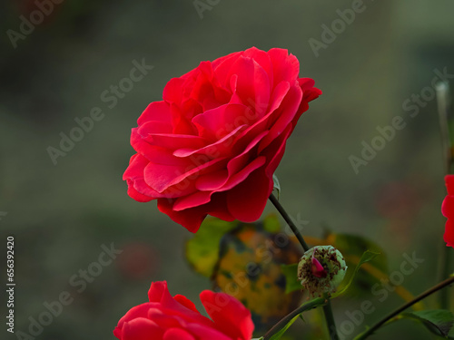 red roses in the wild, in full bloom at close range, elegant, intimate, romantic, with delicate petals, symbols of love, passion and beauty