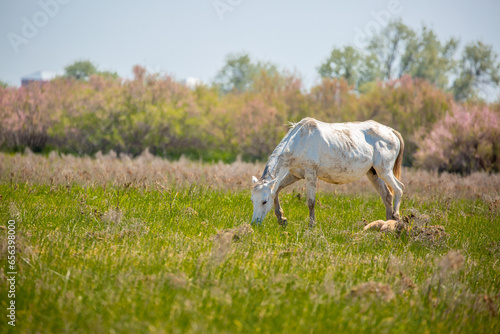 Fototapeta Naklejka Na Ścianę i Meble -  A herd of horses graze in the meadow in summer, eat grass, walk and frolic. Pregnant horses and foals, livestock breeding concept.