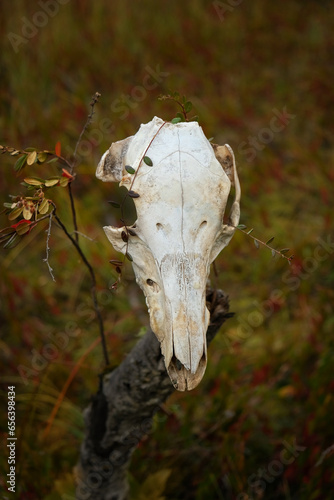 old animal skull close up hanging on tree trunk, dark natural abstract background. death portrait, terrible, scary symbol. autumn season. Mysticism, occultism, Witchcraft. samhain, Halloween concept © Ju_see