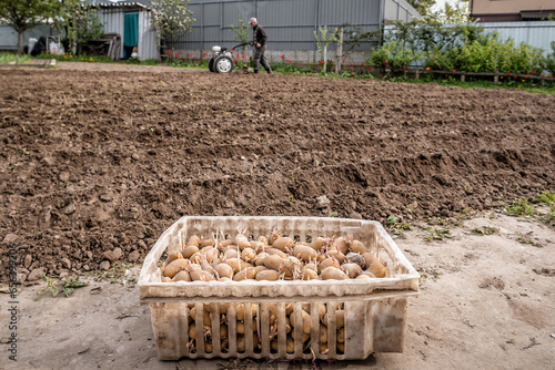 Man digging soil, land with mtor cultivator, making garden beds for spring planting of potatoes. Good harvest. Family farming, self cultivation of healthy, natural eco friendly bio food,vegetables photo