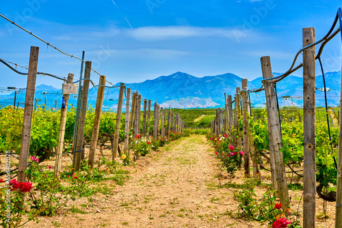 Obraz na płótnie Rows of vines, mountainous landscape on sunny day, Crete island w salonie