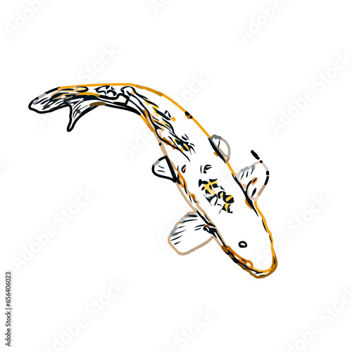 Color sketch of koi fish with transparent background