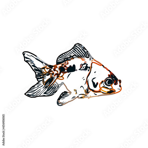 Color sketch of koi fish with transparent background
