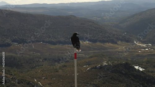 Stunning black currawong bird perched on white post with mountain range as backdrop. Cradle mountain, Tasmania, Australia photo