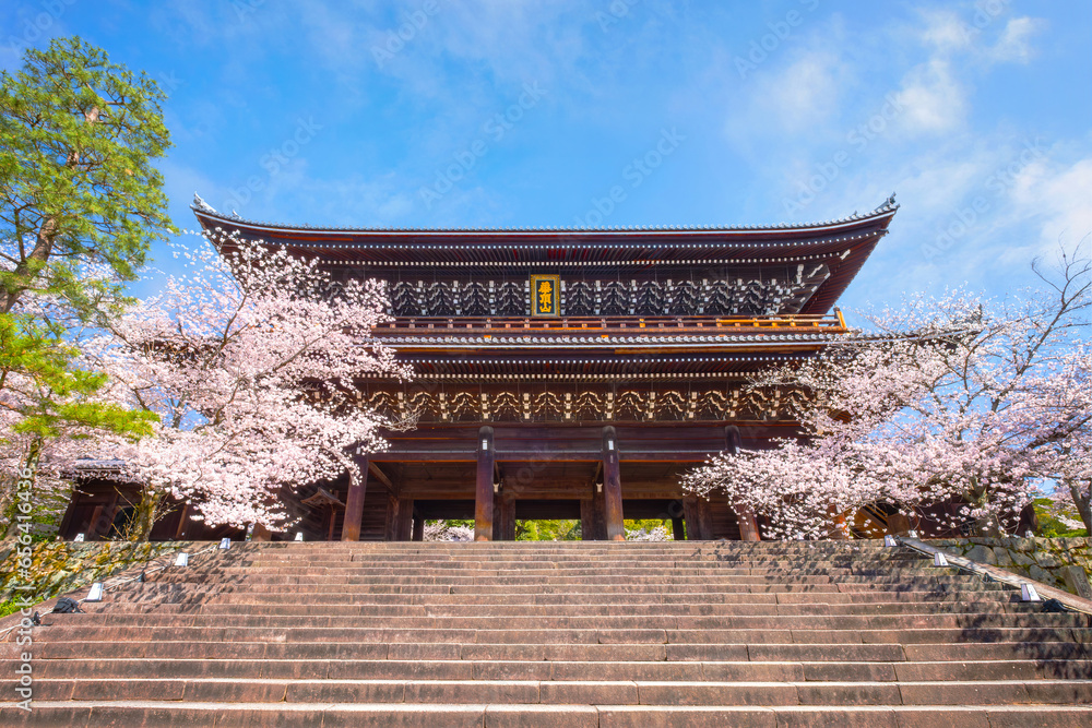 Kyoto, Japan - March 28 2023: Beautiful full bloom Cherry Blossom - Sakura in scenic spring time at Chion-in temple Kyoto, Japan - March 28 2023: Beautiful full bloom Cherry Blossom - Sakura in scenic spring time at Chion-in temple