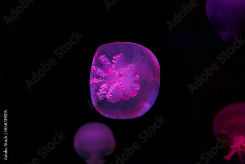 underwater shooting of beautiful cannonball jellyfish photo