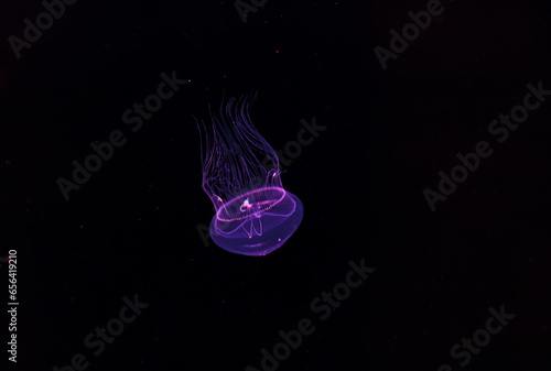 underwater photography of beautiful eirene lactoides jellyfish photo