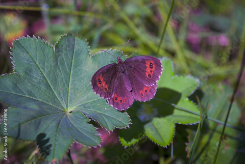 Nigella ligea, or nigella Ligeya, or nigella coffee, or brown satyr lat. Erebia ligea is a diurnal butterfly from the marigold family , a species of the genus Erebia. photo