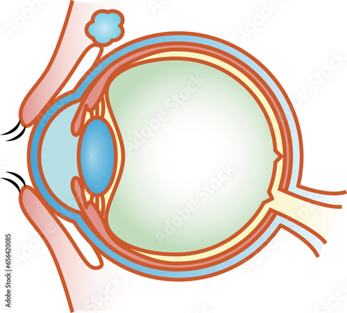目の構造　断面図