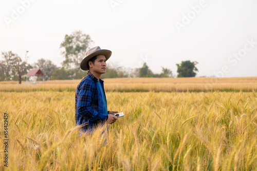 A young Asian man stands in a field of beautiful golden ripe wheat at sunset. Using smartphones and laptops, digital tablets quality survey technology