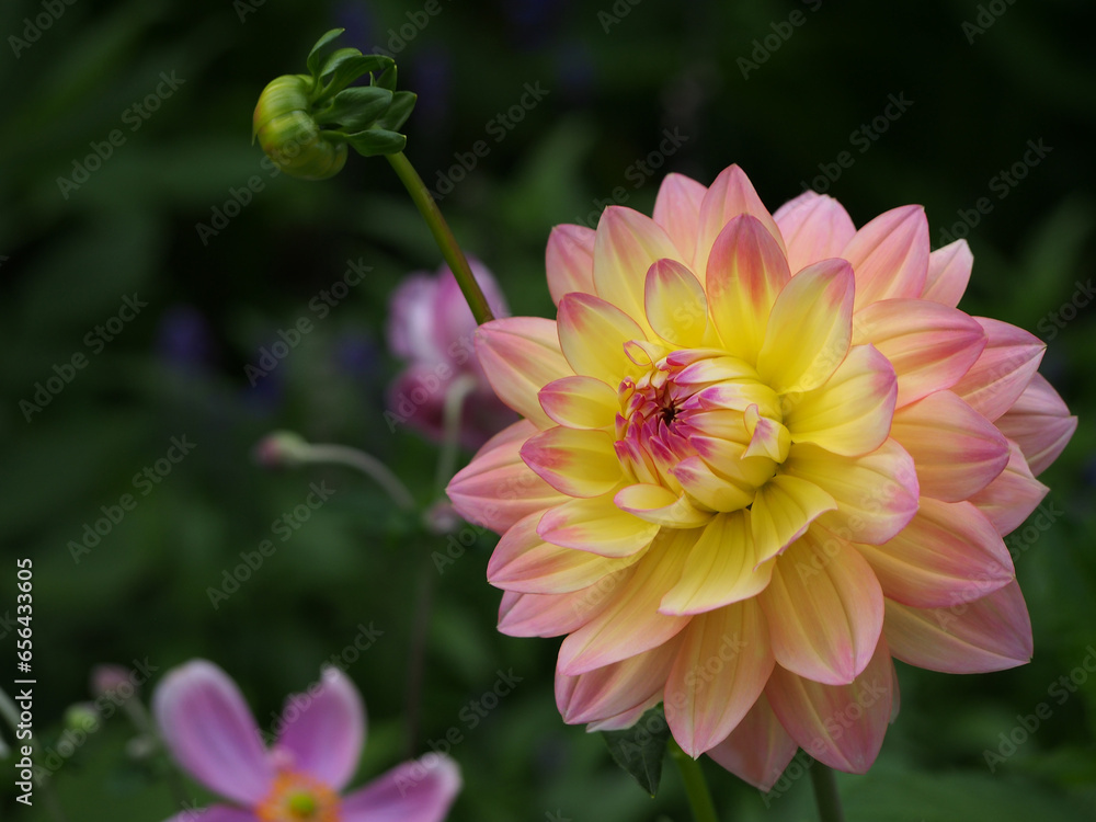 Selective focus of pink Dahlia on defocus background For use in illustrations Background image or copy space Selective focus of pink Dahlia on defocus background For use in illustrations Background image or copy space