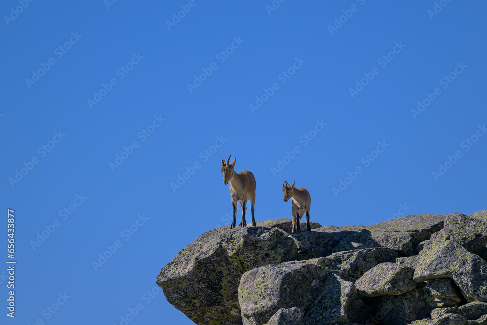 Cabras montesas en la Sierra de Guadarrama
