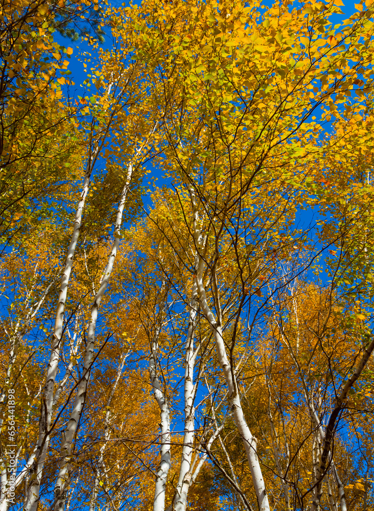 Fototapeta premium red autumn birch tree forest landscape