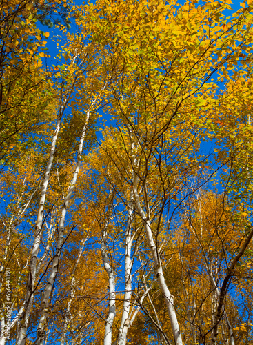 red autumn birch tree forest landscape