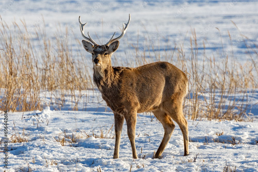 Fototapeta premium エゾシカ