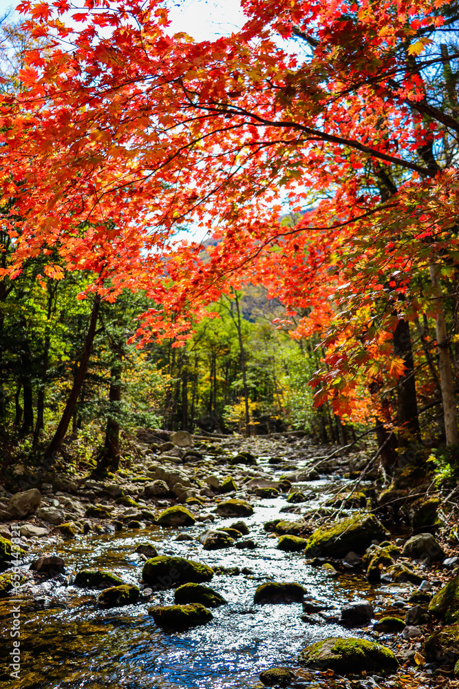 Fototapeta premium Autumn trees. Tourism and travel in autumn. Holidays in the mountains.