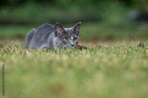 Gray cat ready to pounce in grass