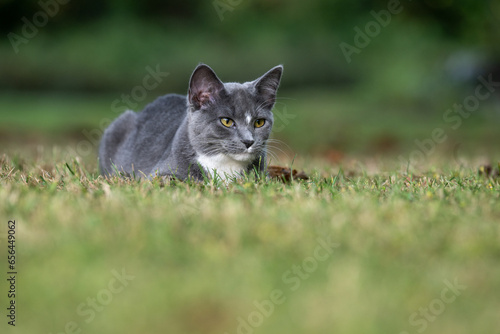 Gray cat ready to pounce in grass