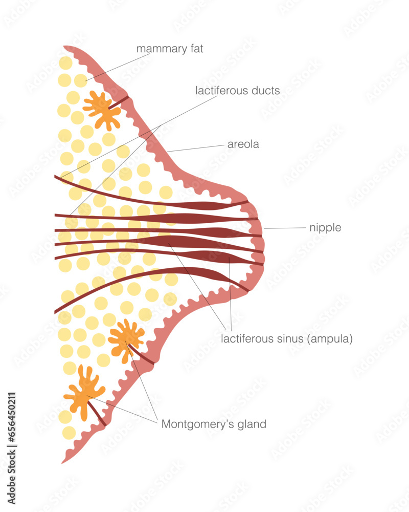 Human female nipple cross section diagram with captions. Microstructure