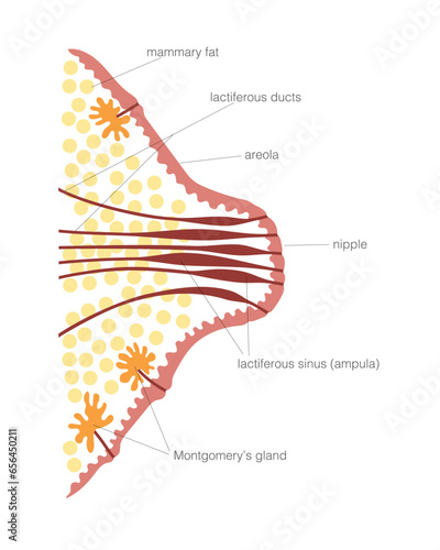 Human female nipple cross section diagram with captions. Microstructure of breast with tissues, Montgomery's glands, milk ducts with sinuses shown.