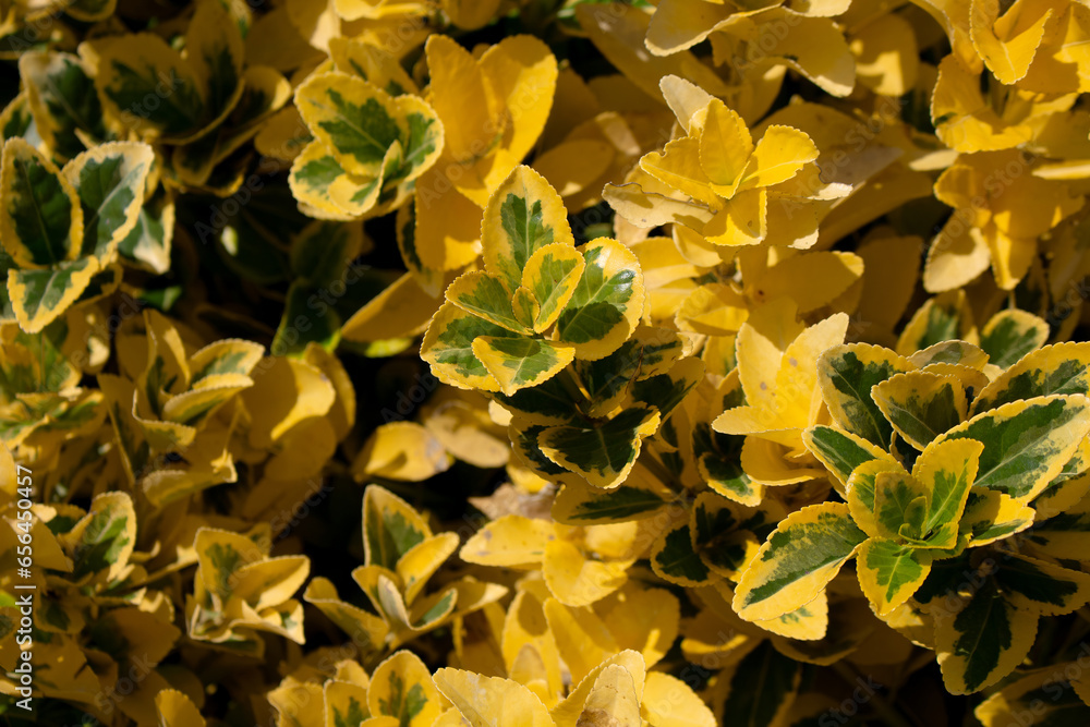 Obraz premium Close up view of Japanese Spindle plant (Euonymus japonicus - Celastraceae) background. Beautiful plant wallpaper.
