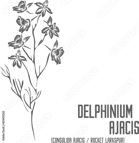 Consolida ajacis flowers vector silhouette. Medicinal Delphinium Ajacis plant outline. Set of Delphinium Ajacis or Rocket Larkspur in Line for pharmaceuticals. Contour drawing of medicinal herbs