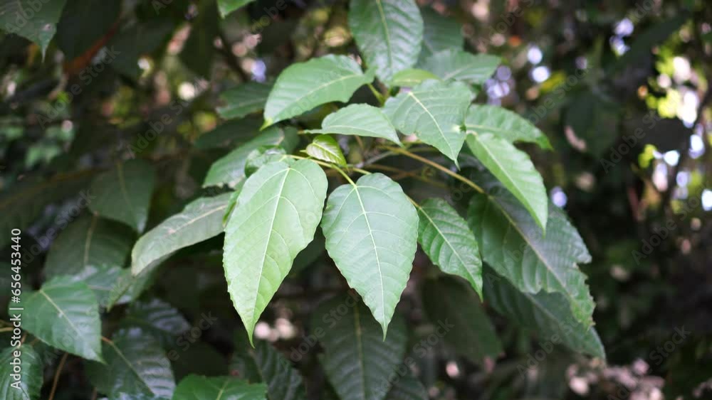 Claoxylon indicum Claoxylon indicum