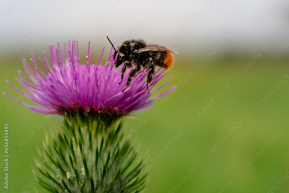 Milk thistle close up with insect, silybum marianum, cardus