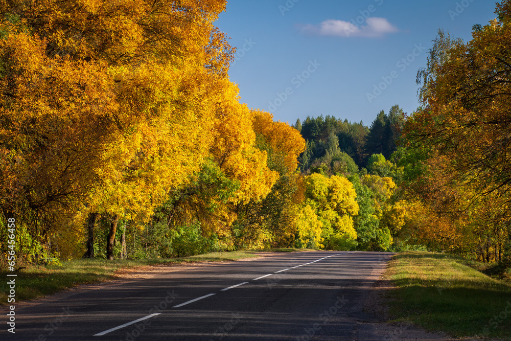 Autumn forest road scenery view. Beautiful view from inside the forest. Walk in the autumn forest for the active rest.