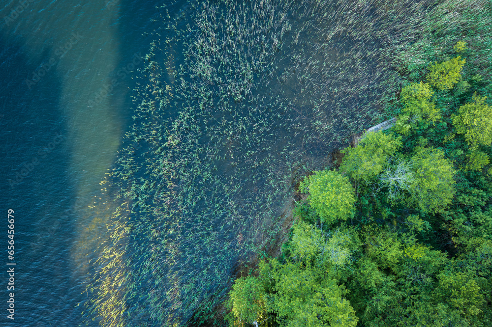 Aerial view of lake and forest. Part of view lake Snudy and part of view of bank with forest's. In water green reeds. Aerial view on Braslav lake Snudy, Belarus.