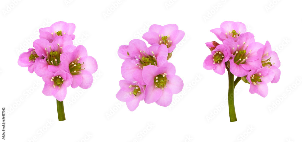 Set of pink flowers of bergenia crassifolia isolated on white or transparent background