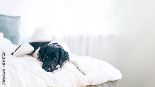 Dog on bed in a hotel room. Dogs allowed in a hotel concept. Copy space. Small Munsterlander, pointer dog.
