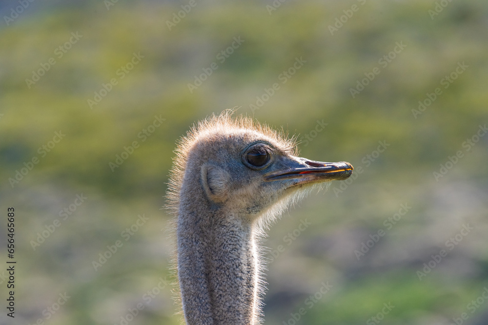 Φωτογραφία Close-up of an Osterich -Struthio camelus- near Cape of Good Hope, South Africa