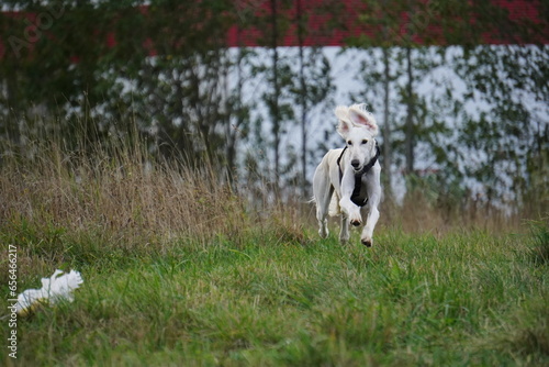 Tazy dog run in the meadow autumn photo