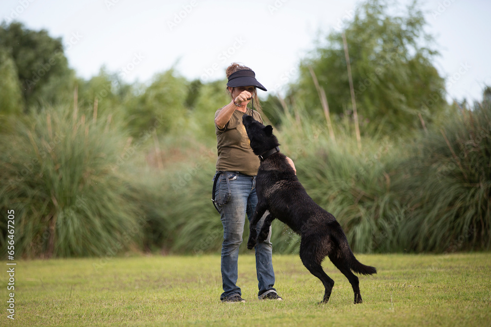 Great and amazing dog raze Black Malinois Great and amazing dog raze Black Malinois
